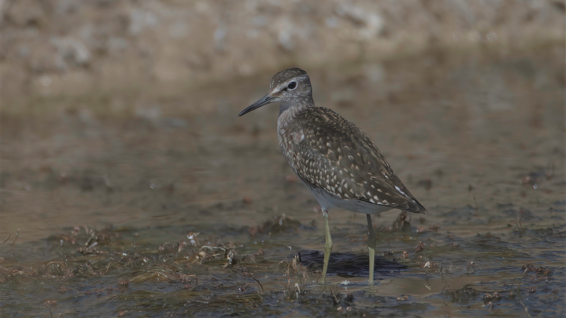 Wood Sandpiper